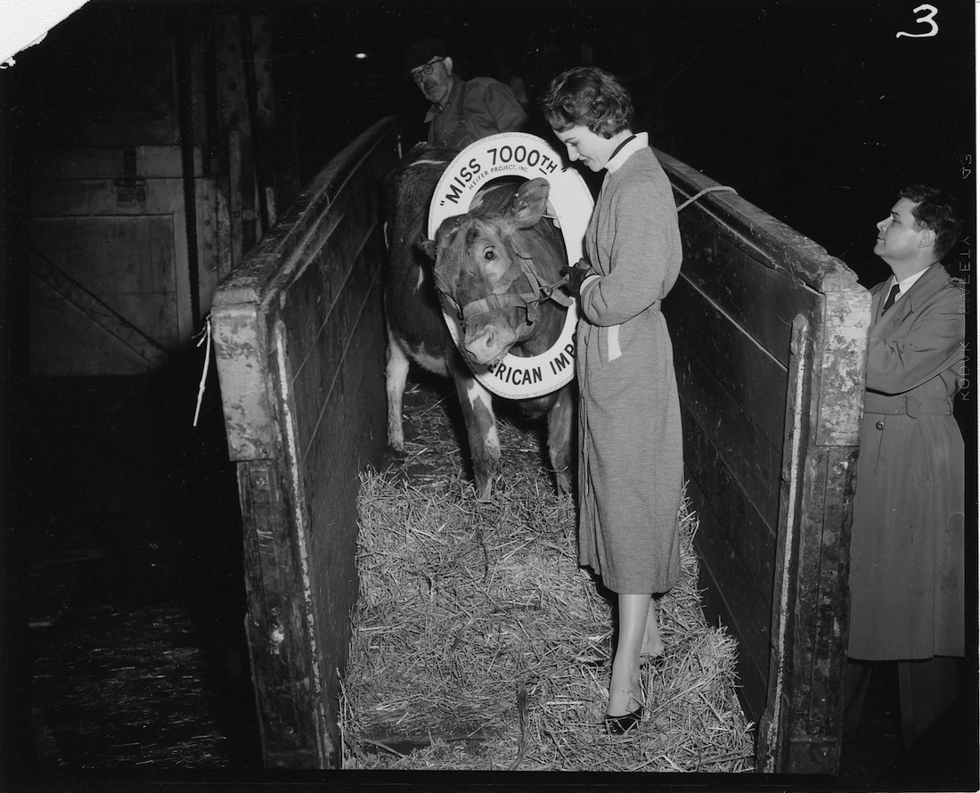 A black and white photo of a young woman leading a cow down a ramp.
