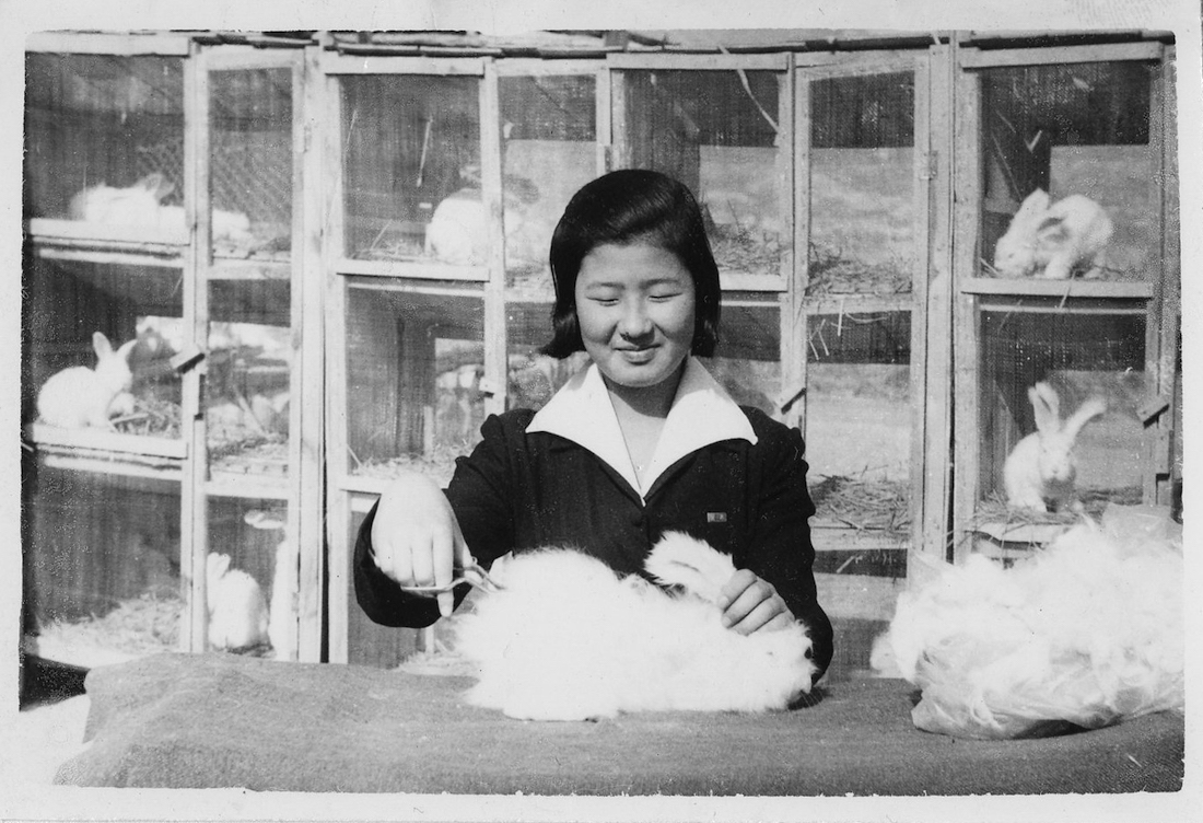 A black and white photo of a young woman sheering an Angora rabbit.