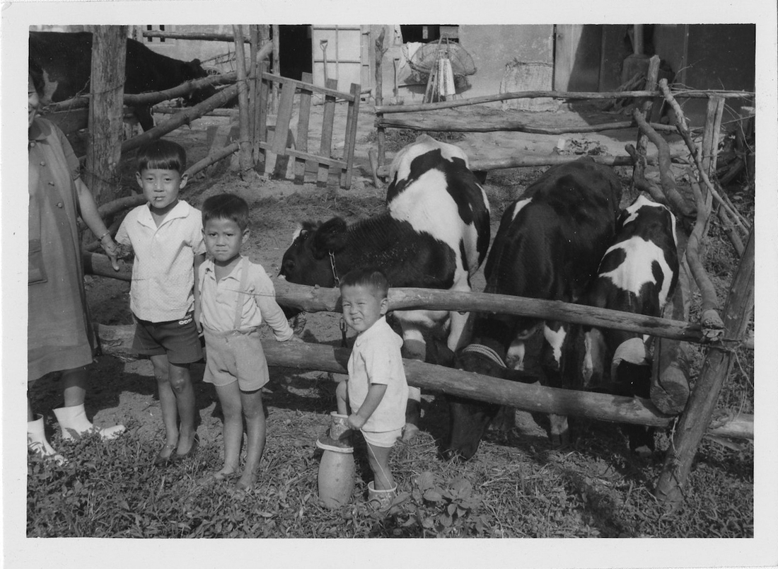 A black and white photo of three small South Korean children standing near a pin of cattle.