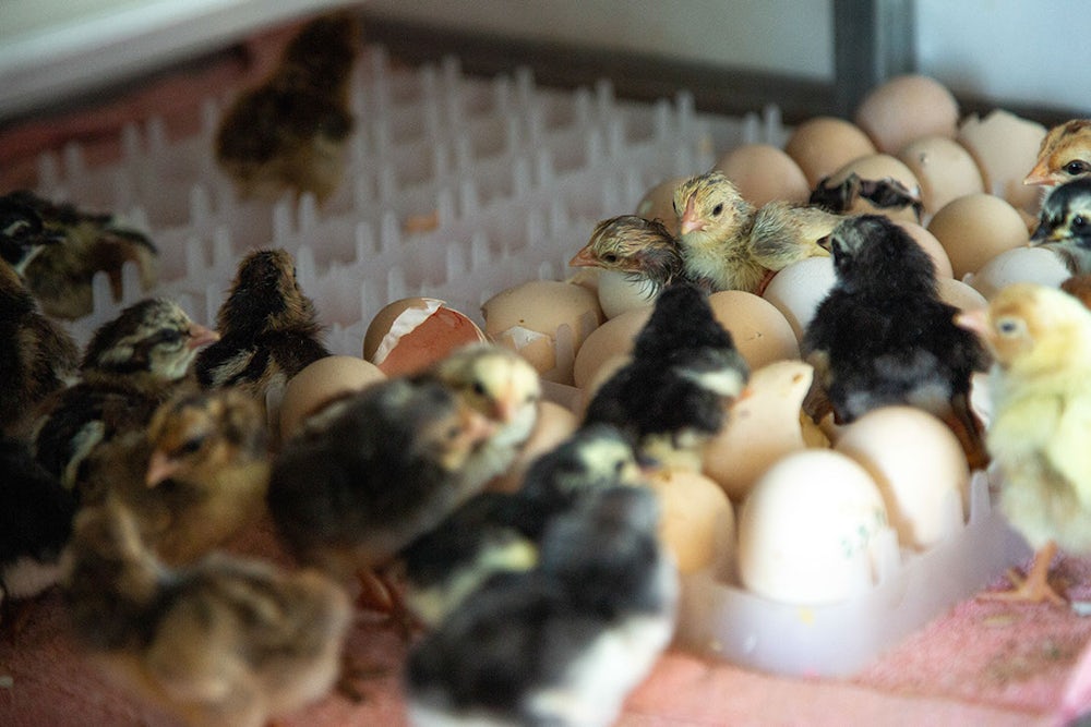 Hatching hope new chicks