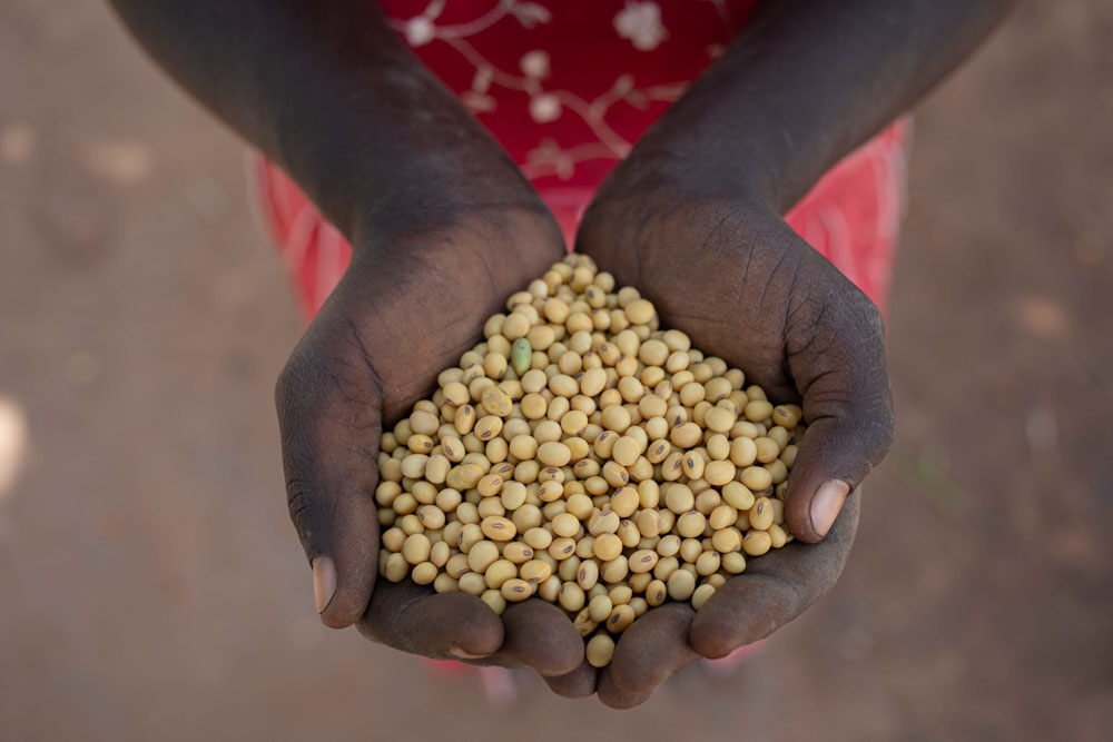 A pair of hands holding a pile of soybean seeds.