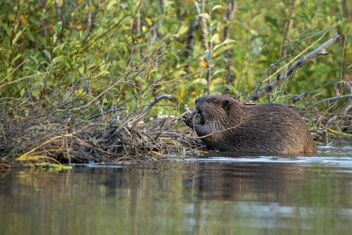 A beaver works at its dam.