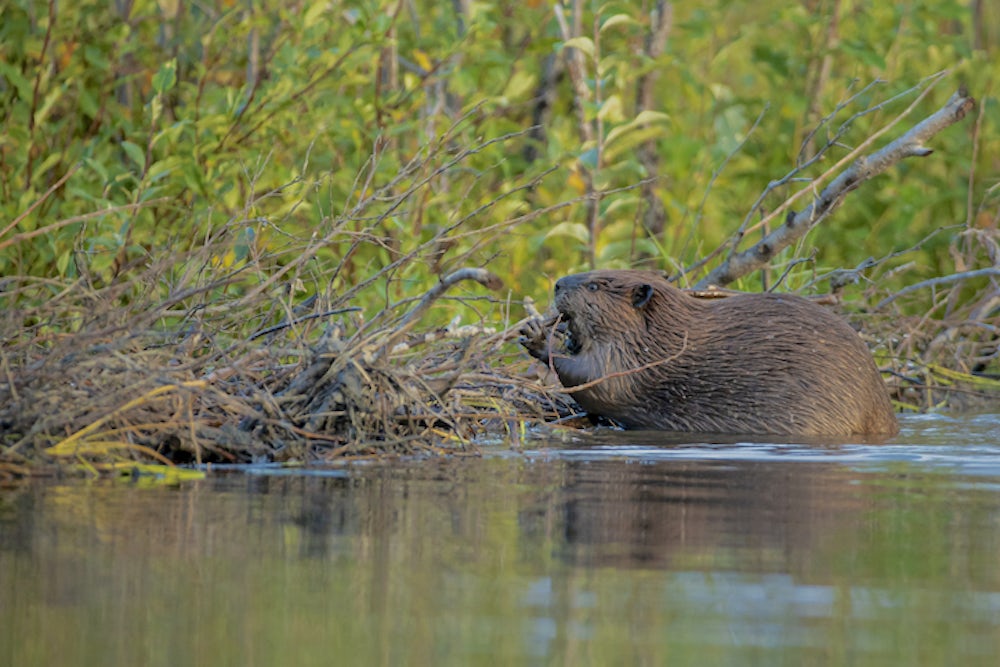 A beaver works at its dam.