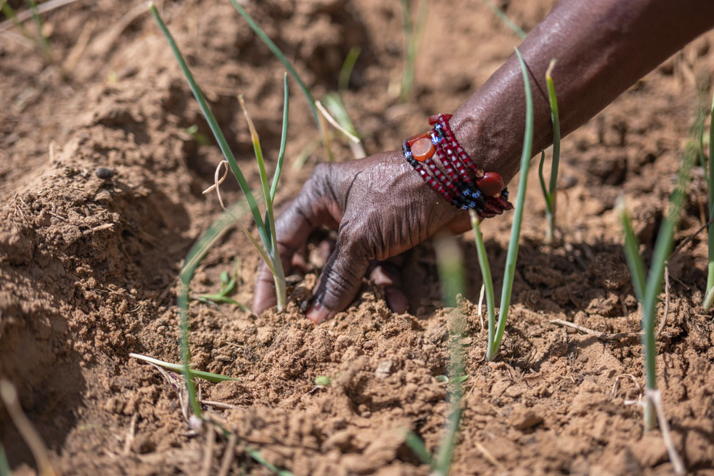 A close-up of a hand planting a seedling. 