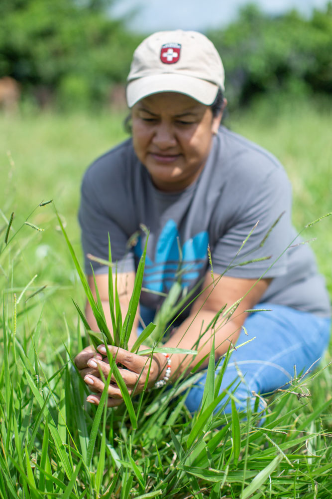 A woman examines grass in a pasture in Honduras.