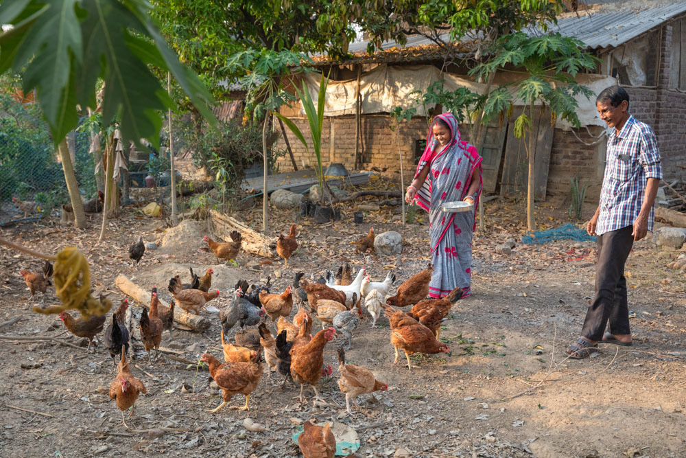 A woman feeds a flock of chickens while a man watches in India.