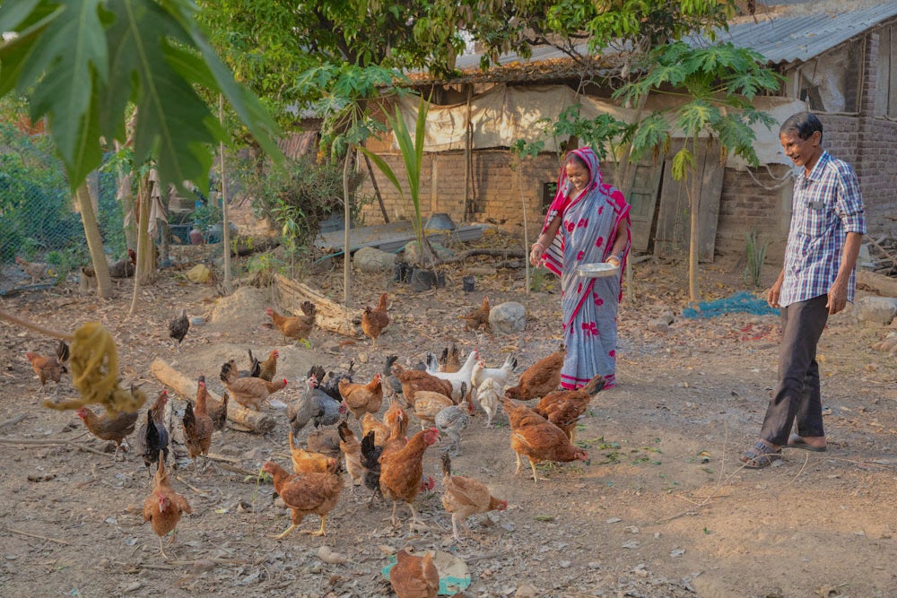 A woman feeds a flock of chickens while a man watches in India.