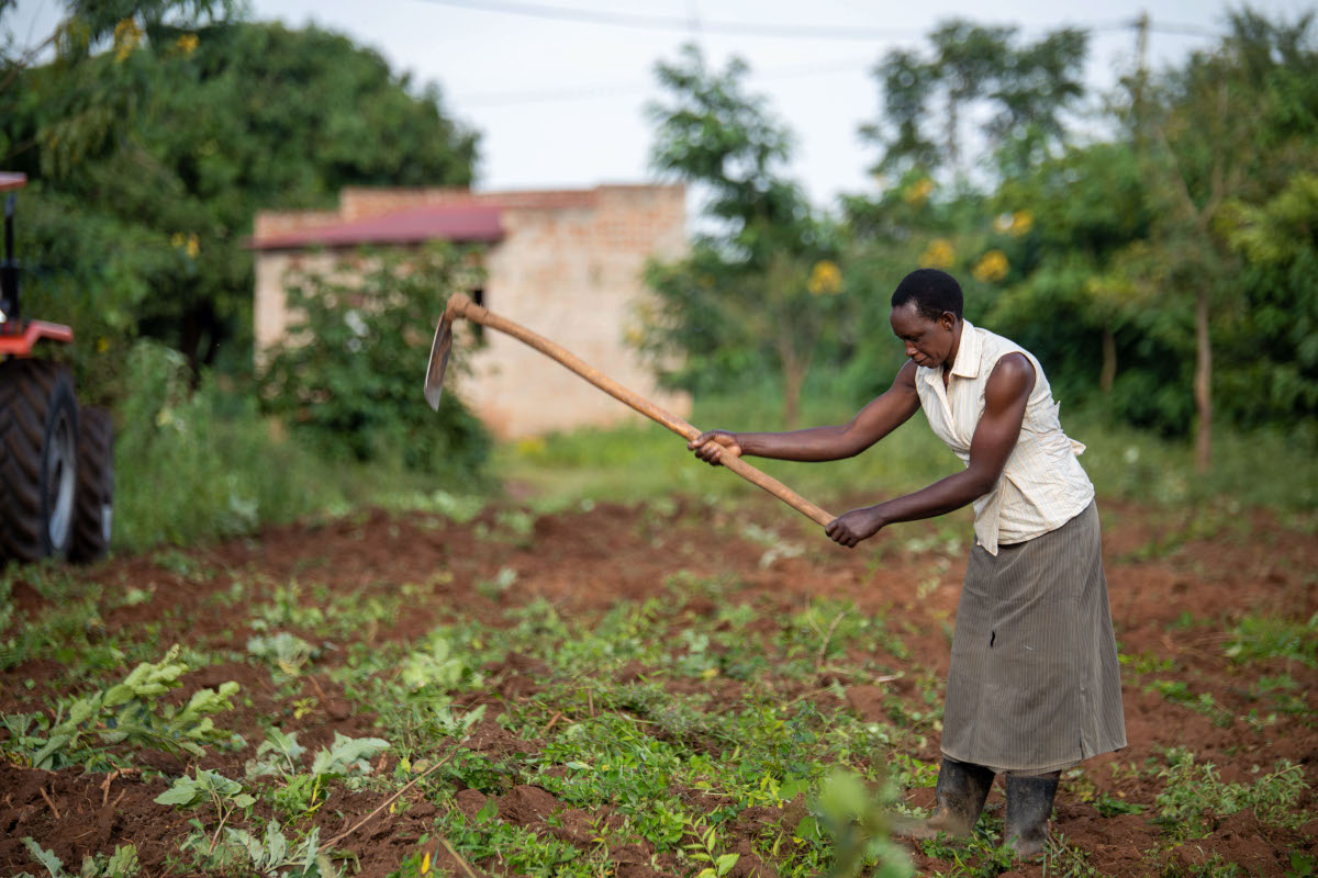 A woman tilling her farm with a hoe as a tractor ploughs the field at the back.