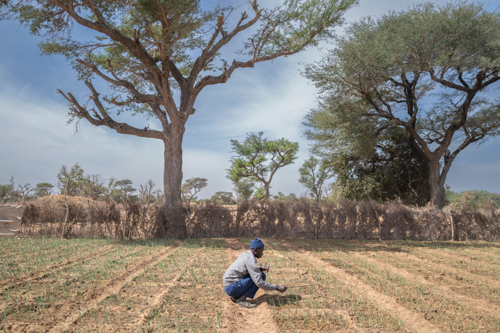 A man crouches while working in a field in Senegal.