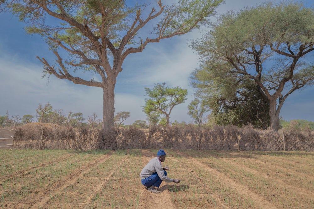 A man crouches while working in a field in Senegal.