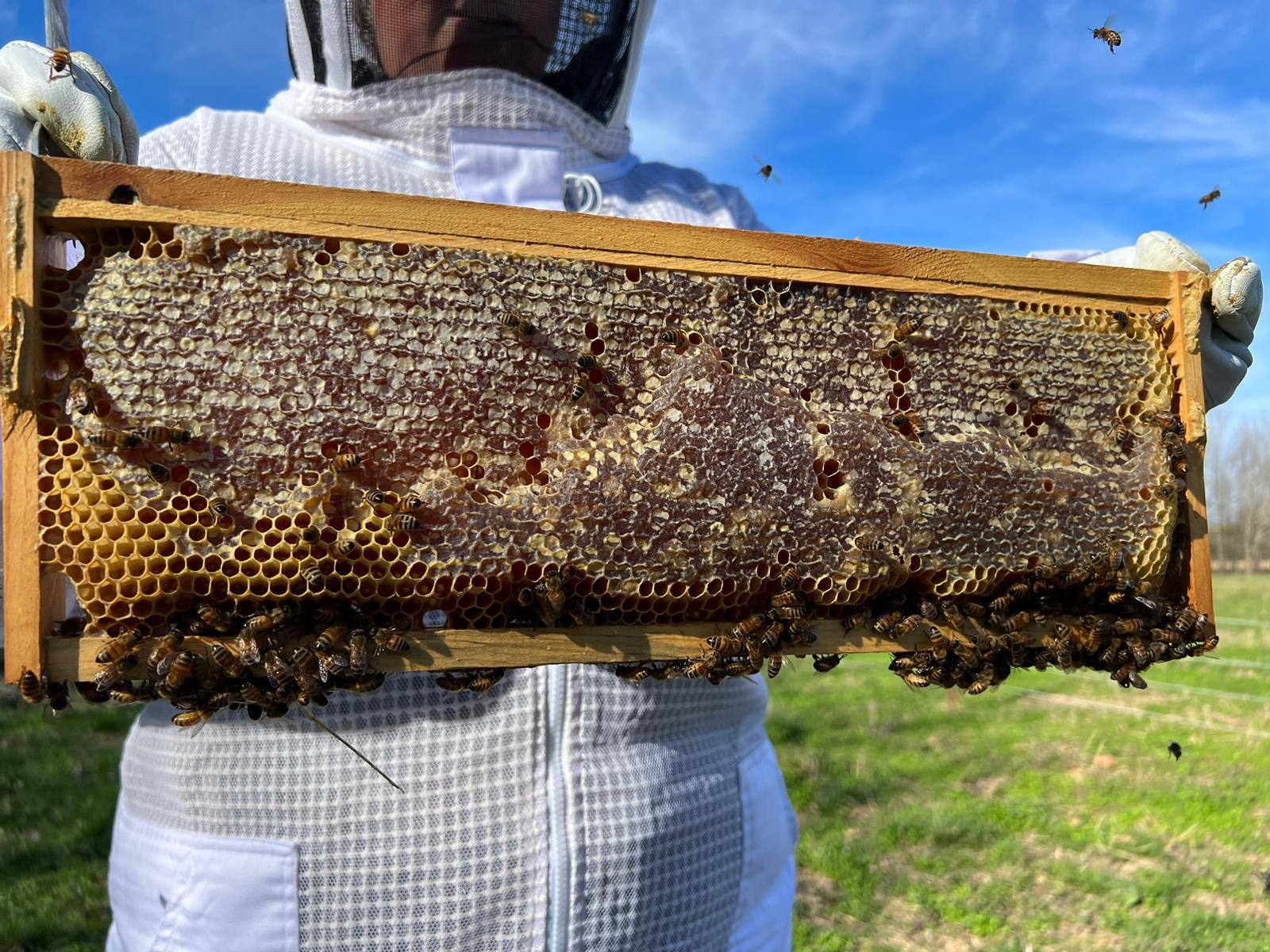 A beekeeper holds up bees in honeycomb at Heifer Ranch