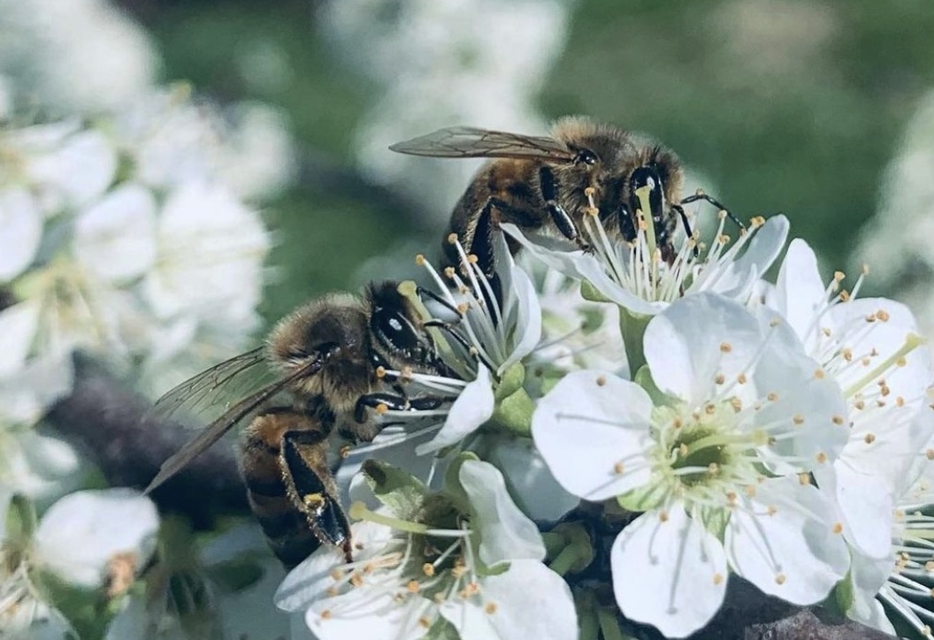 Honeybees pollinate white flowers