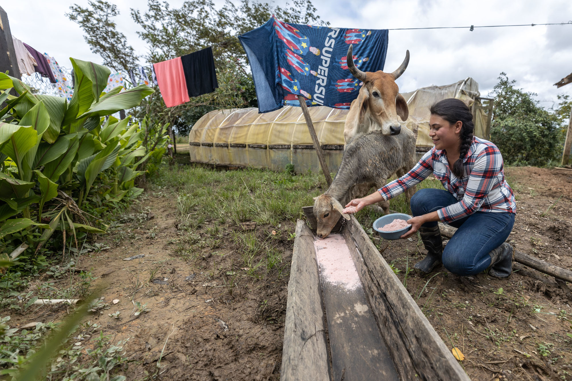 A young woman feeding mineral mixture to cows in a farm. 