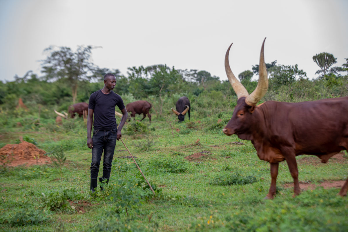 A man standing in a field with cows.