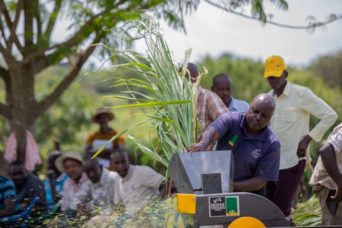 A man uses a machine to cut silage in front of a group of people.