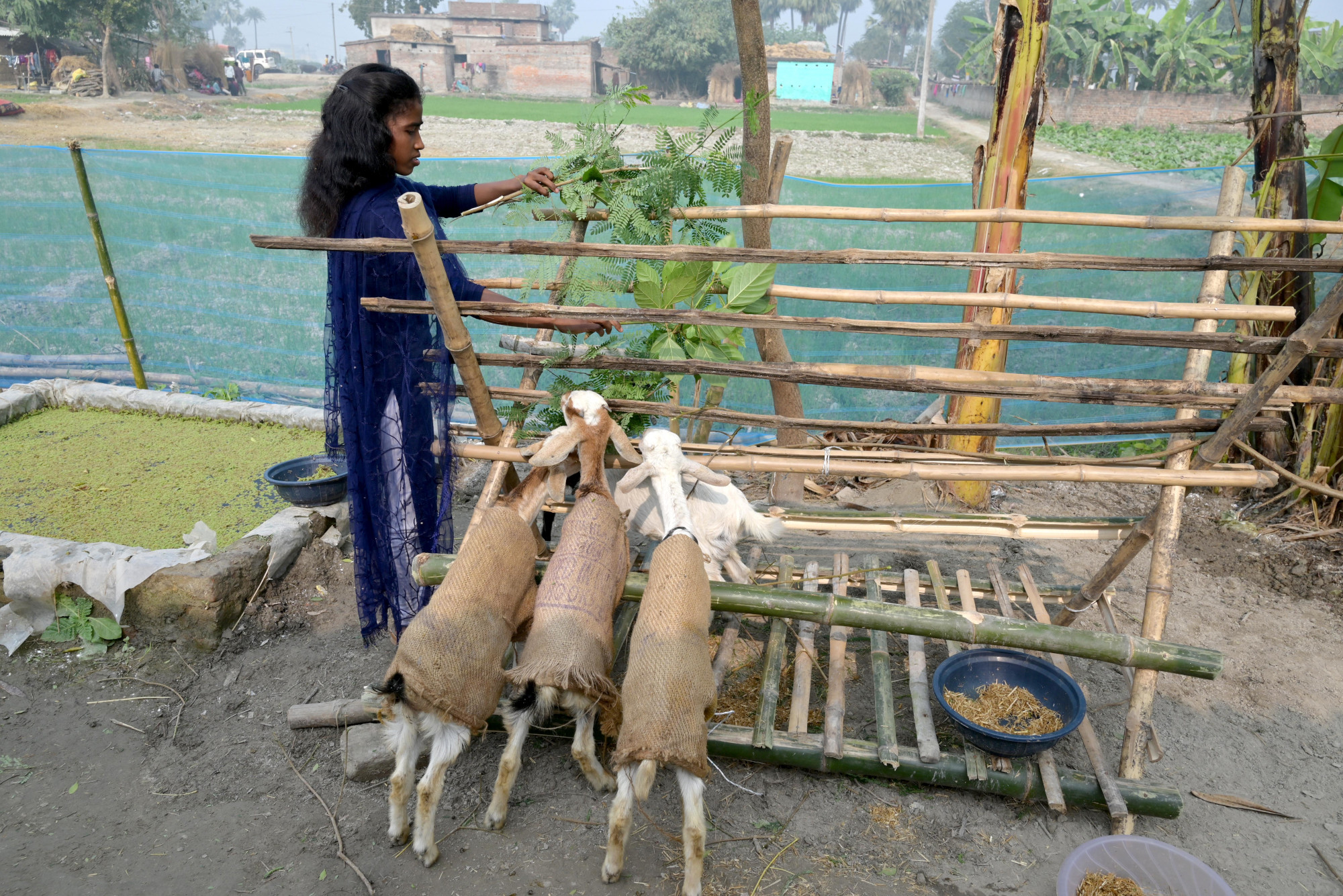 A young woman feeding green fodder to her goats in her farm.