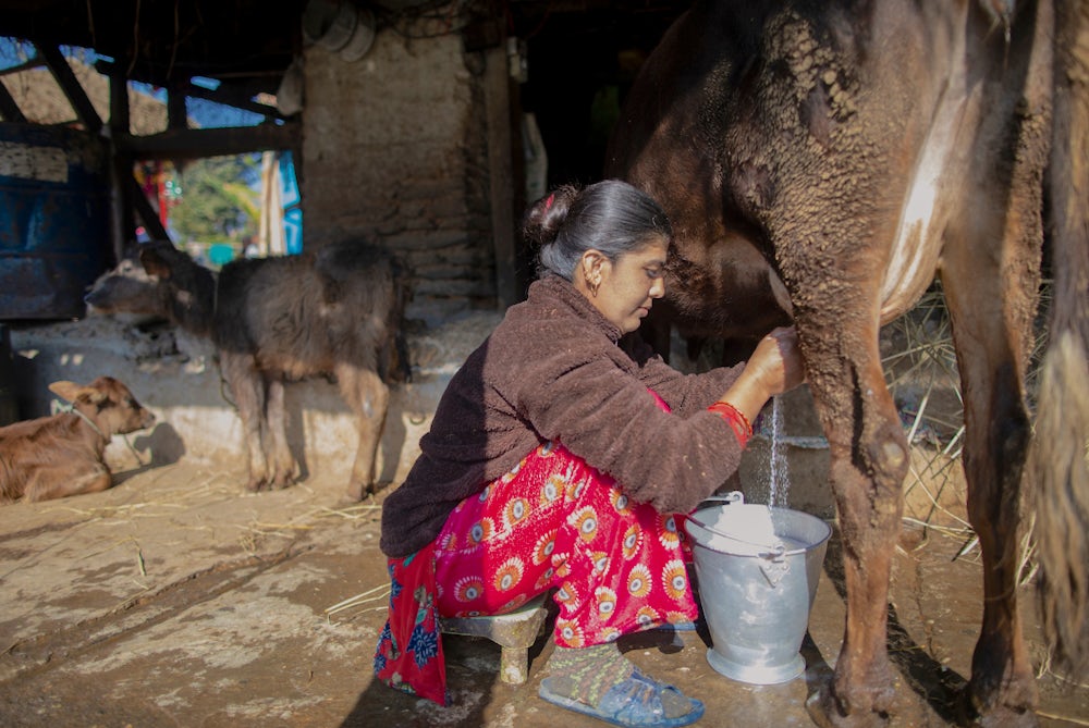 Bishnu Chopai milks her cow in Phalebas, Nepal.