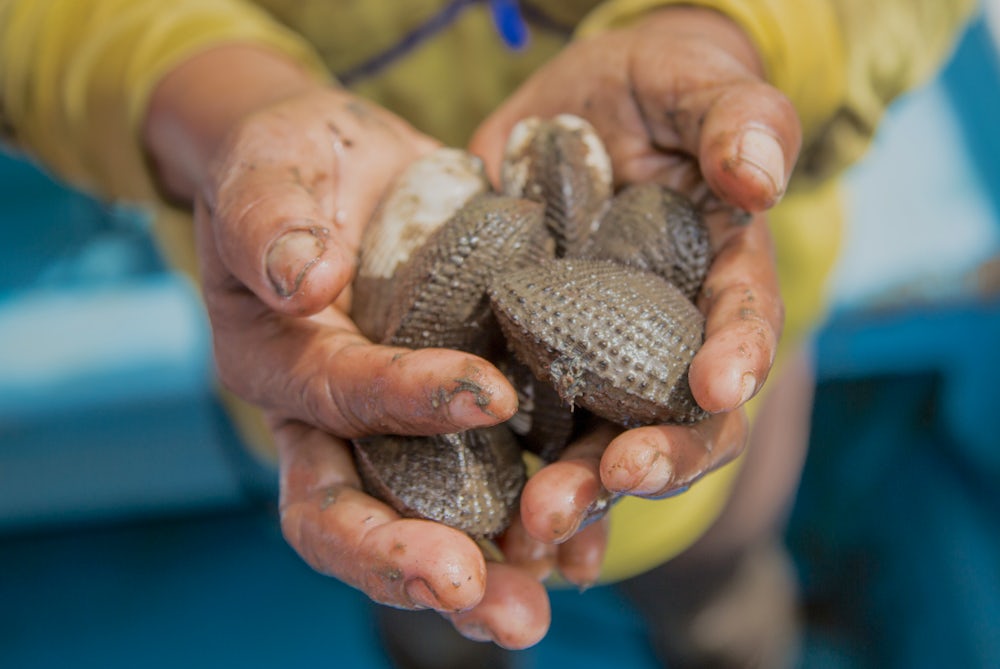 Clams dug out of the mud in the mangrove forests of Esmeraldas, Ecuador.