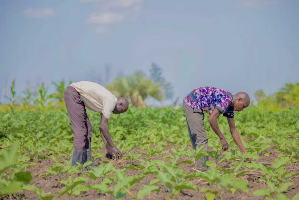 Farmers work on a vegetable farm during a farmer field school session in Uganda.