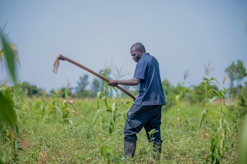 Ambrose Omongi cares for his maize garden.