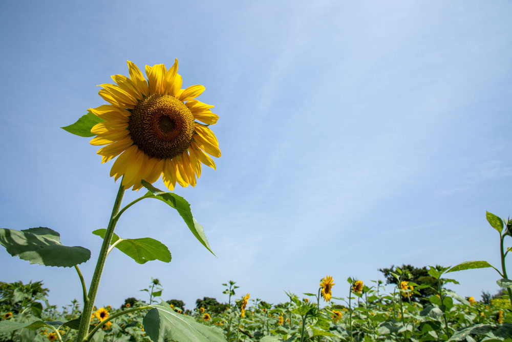 A healthy sunflower grows in Dokolo District, Uganda.