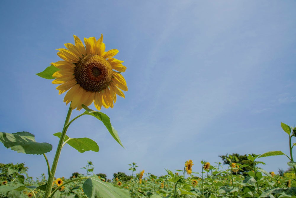 A healthy sunflower grows in Dokolo District, Uganda.
