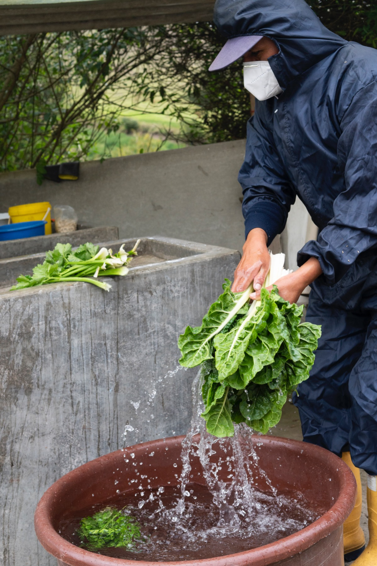 A man washes lettuce in a bucket.