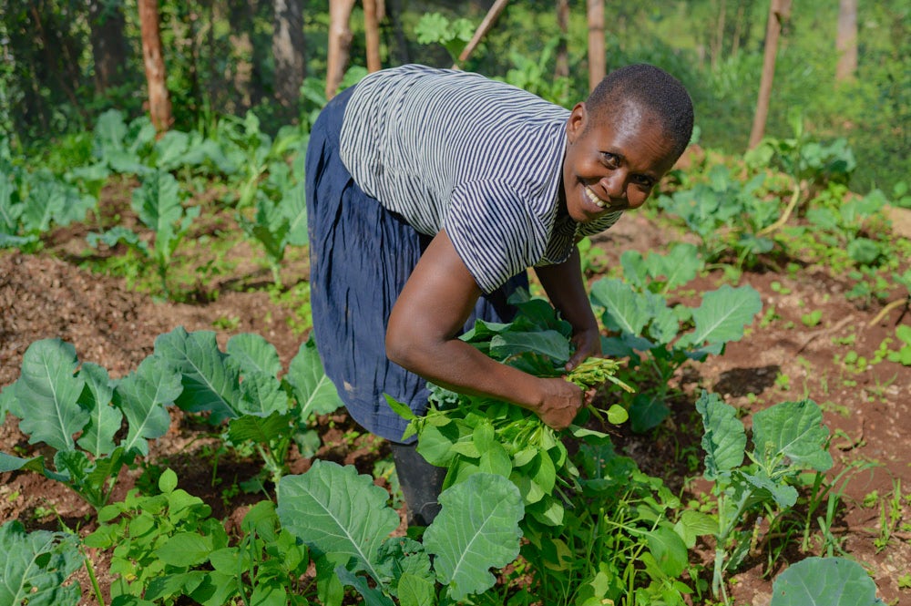 Christine Okode harvests sukumawiki from her kitchen garden.