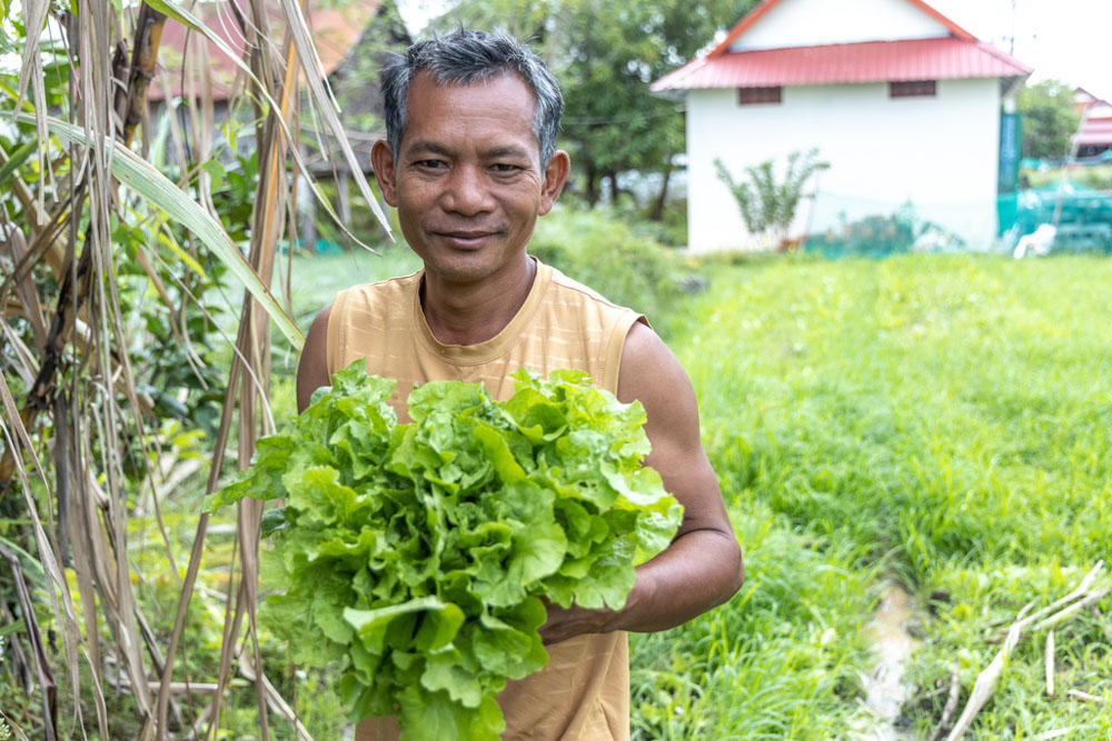 A smallholder farmer stands with a handful of lettuce he just harvested.