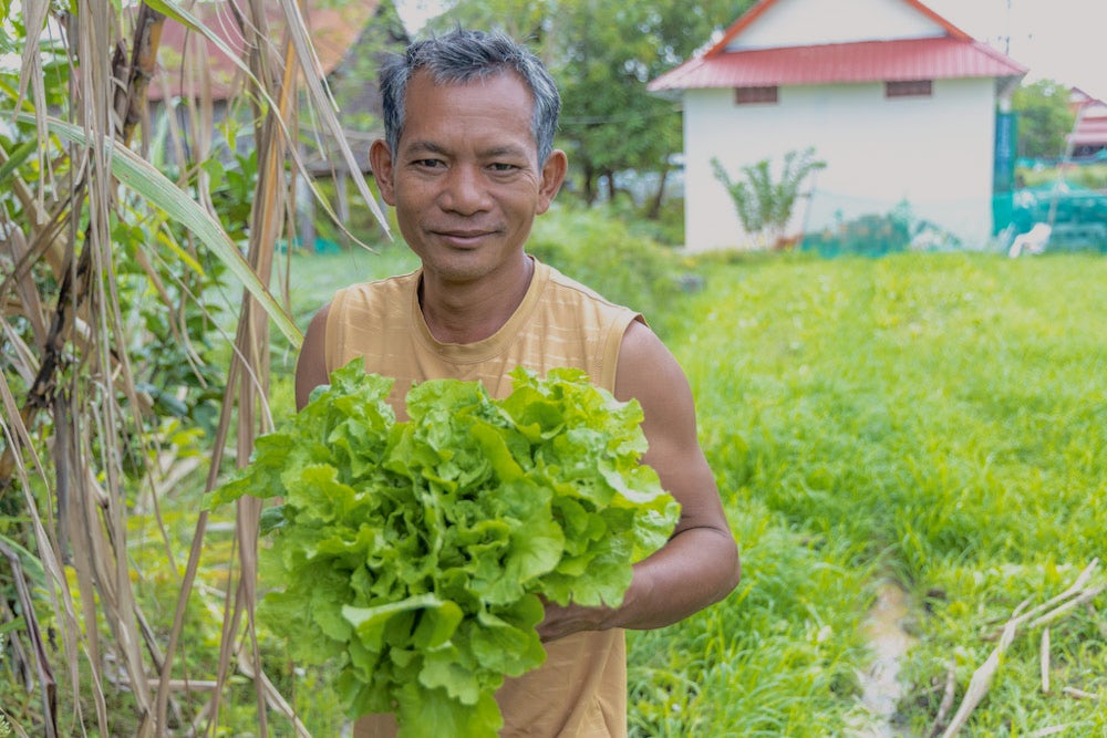 A smallholder farmer stands with a handful of lettuce he just harvested.