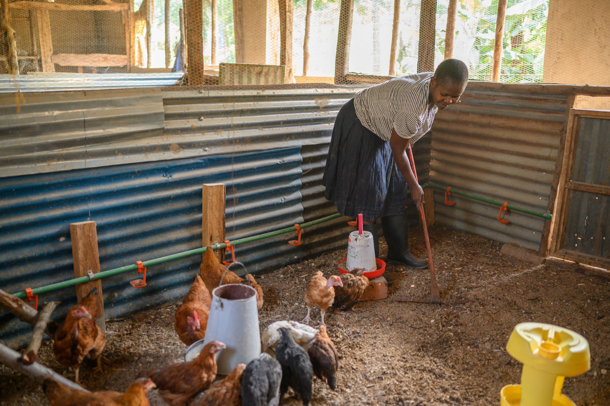 A woman cleaning the insides of her small poultry farm with a rake. The chickens are drinking water from dispensers in the background.