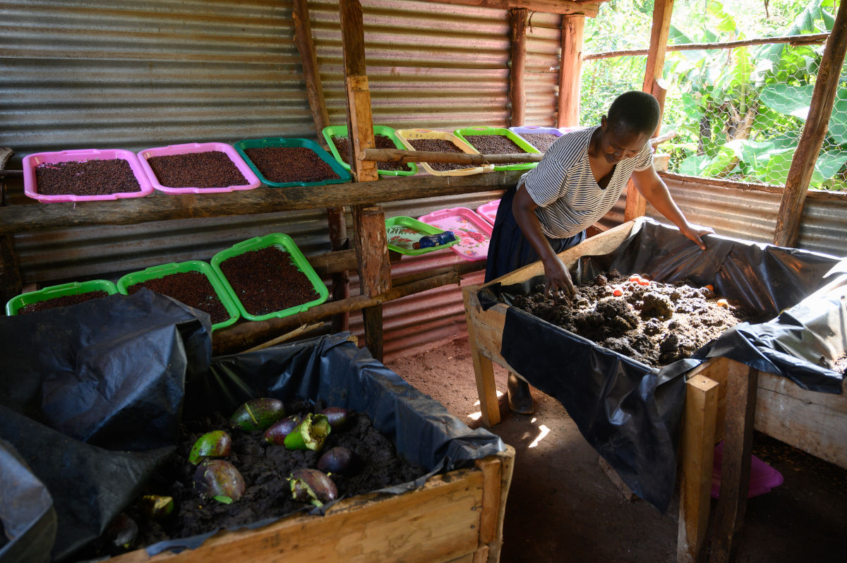 A woman feeding vegetable waste to worms placed inside large trays filled with soil.