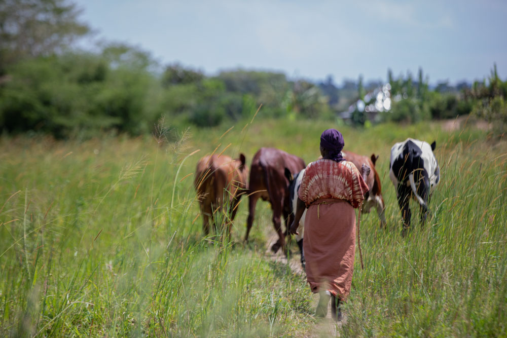 A woman herding cattle.