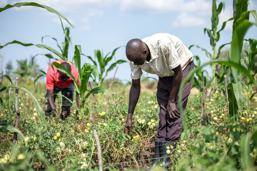 Two men working in a field of crops.