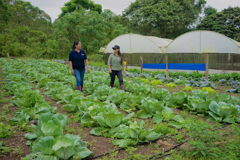 Two women walk through a field of cabbage with greenhouses in the background.