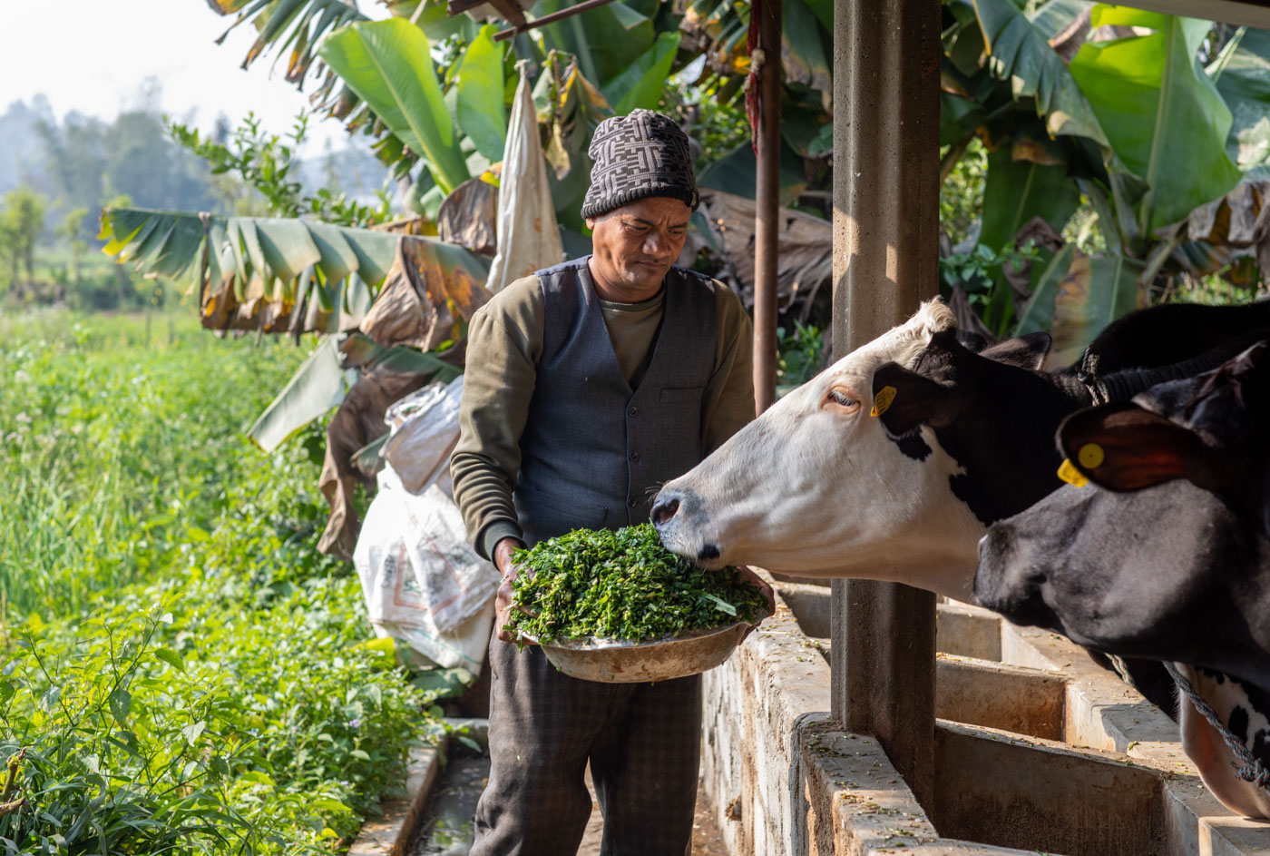 A man feeds fresh fodder to his cows in Nepal.