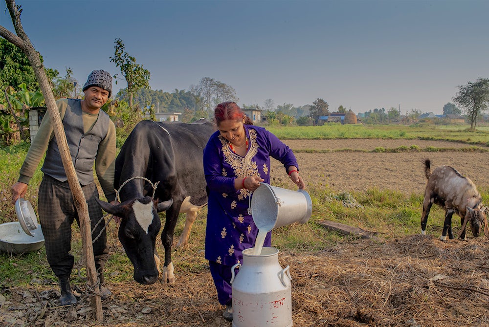 A woman pours milk into a container as a man stands next to a cow.