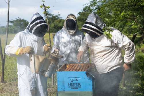 Three beekeepers who work with Heifer Honduras