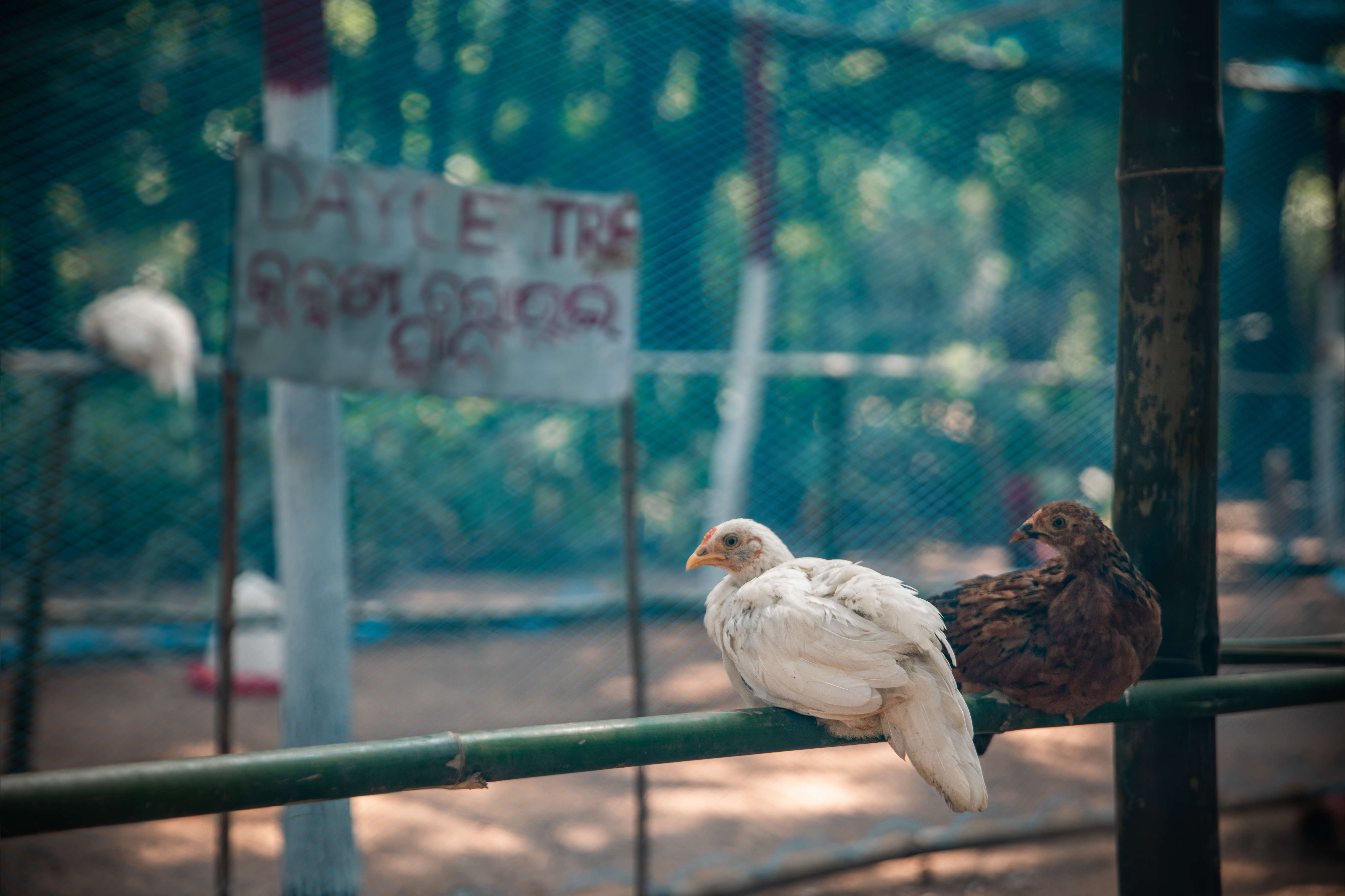Chickens and their eggs are a good way for women like Lata Marndi to earn and income and support their families in rural India. 